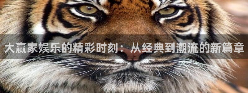 辉达娱乐体育平台总代理：大赢家娱乐的精彩时刻：从经典到潮流的新篇章